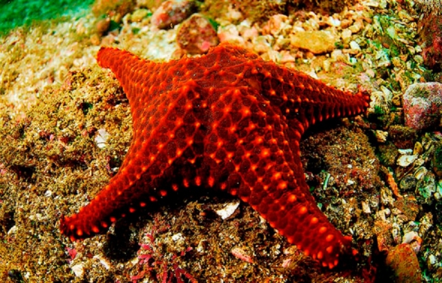 Estrellas de mar